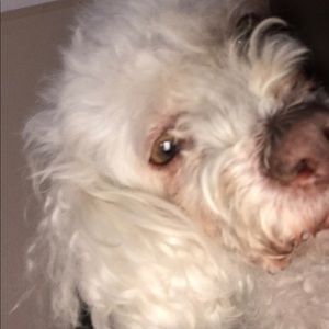 Meet your Posher, Bella